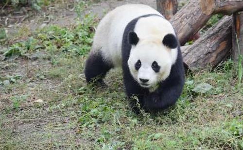 北京動物園門票學生多少錢