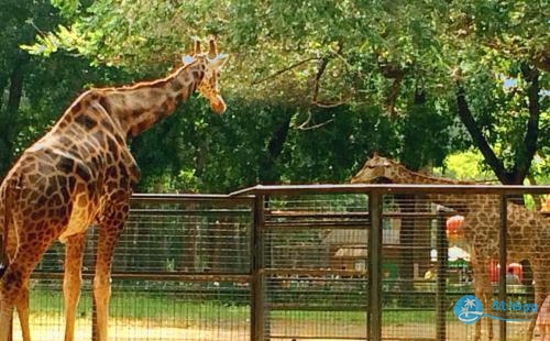 北京動物園門票價格2018