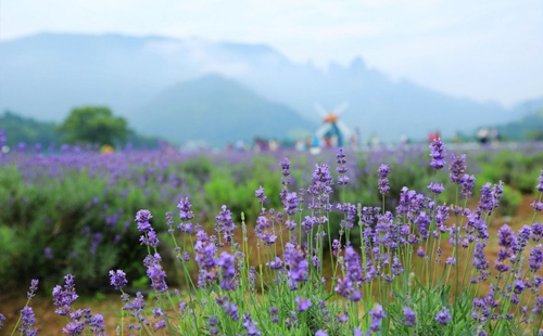 仙居薰衣草什么時候開 仙居薰衣草怎么走