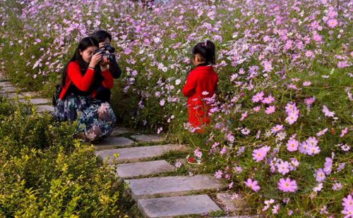 六月哪里可以賞花 夏天賞花攻略