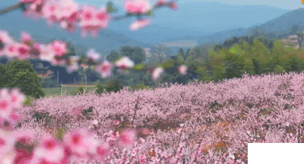 2019成都龍泉驛桃花節(jié)時間+地點+活動攻略