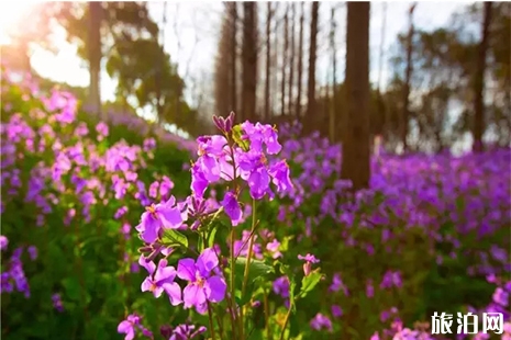 2019上海金山百花節3月23日開啟 時間+地址