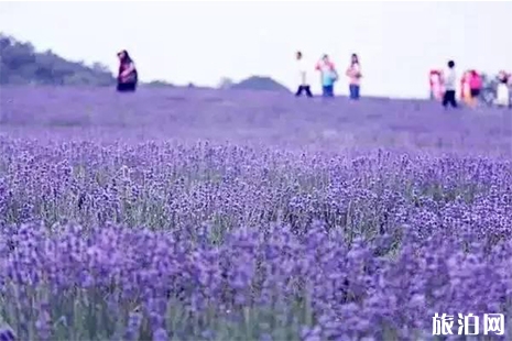 咸寧市香妃薰衣草基地游玩攻略