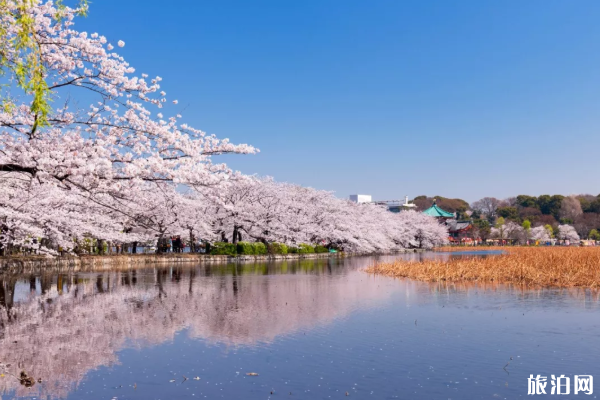 2020日本櫻花什么時(shí)候開得最好 日本櫻花觀賞地點(diǎn)