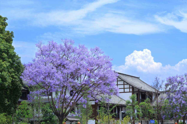 廈門藍花楹什么時間開-觀賞地點推薦