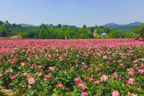 木蘭玫瑰園