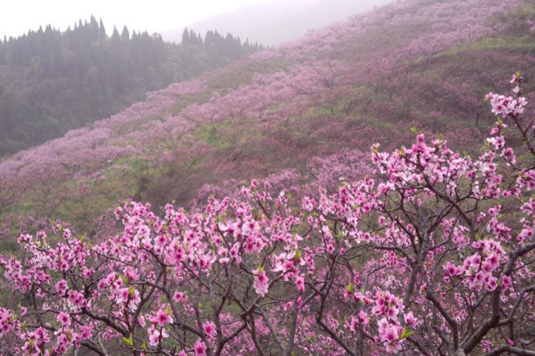 丹棱·桃花源景區(qū)