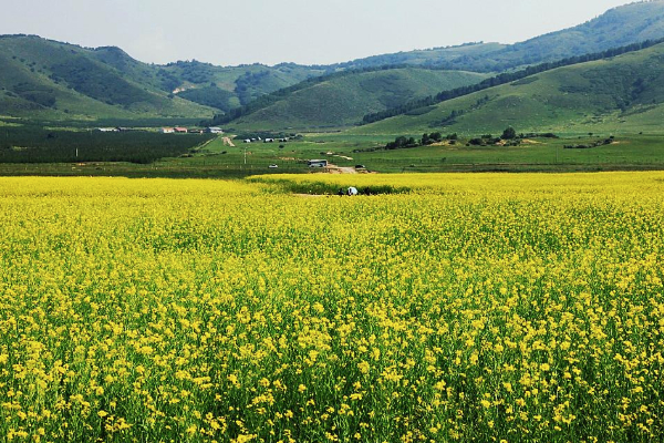 2021廣州花都區春季賞花指南 賞花地點推薦