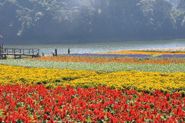 2021廣州石門國家森林公園春季賞花指南