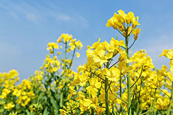 廣州油菜花景點在哪里 廣州周邊賞花地點推薦2021