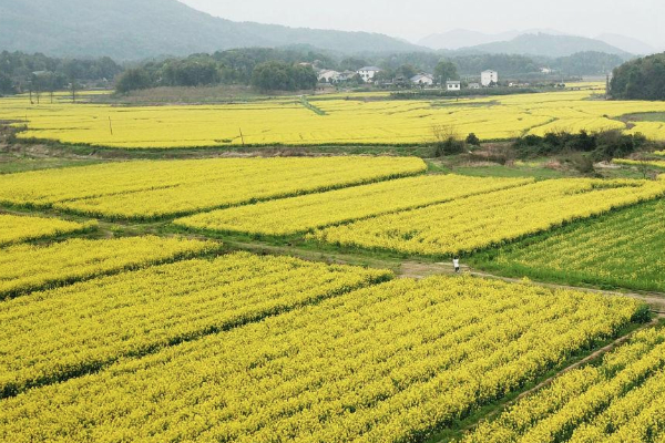 2021長(zhǎng)沙望城油菜花海有哪些 望城油菜花基地