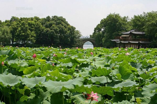 曲院風(fēng)荷景點介紹