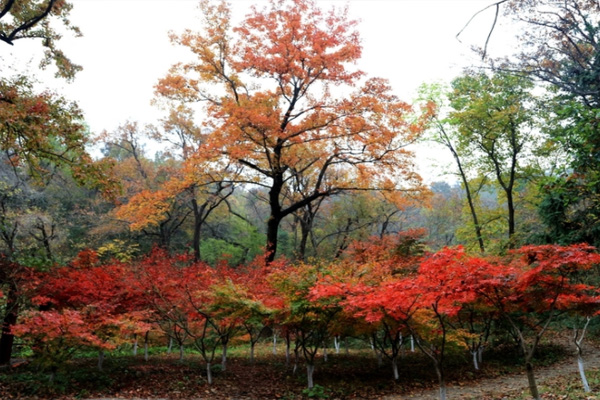 2021南京棲霞山紅楓節時間-活動亮點