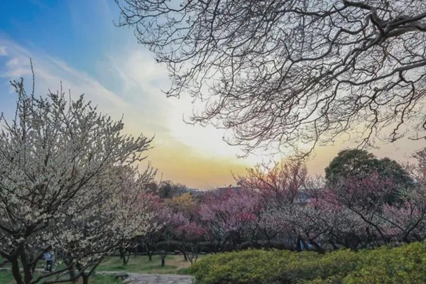 無錫梅園門票多少錢 無錫梅園最佳賞梅時(shí)間